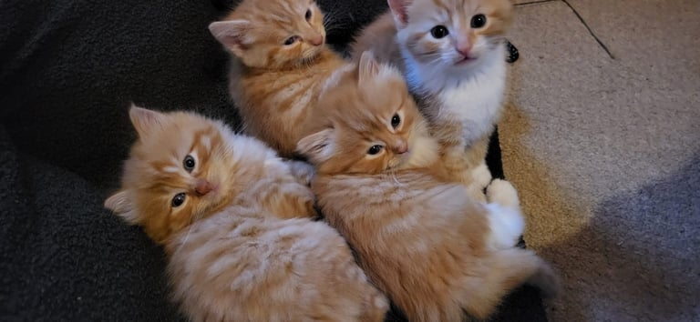 Ginger Kittens – Ready Mid-October – £180 Each