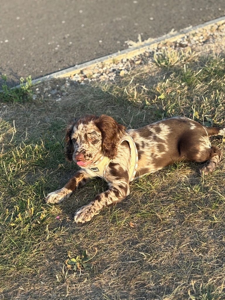 Female cocker spaniel 