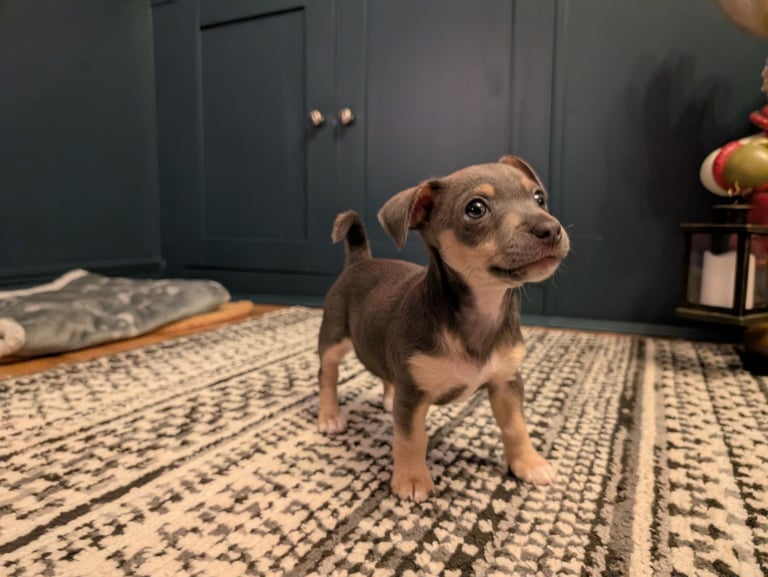 Miniature Blue and Tan Jack Russell 