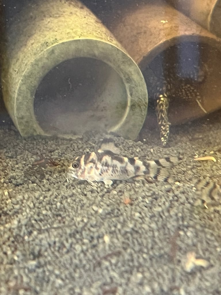 WEEKEND SALE!!!! CW11 Vulcan Corys. 