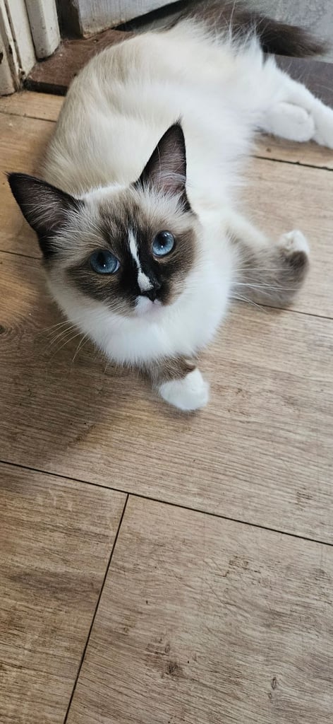 Petite Ragdoll female 