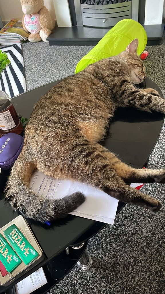 Female tabby for sale 