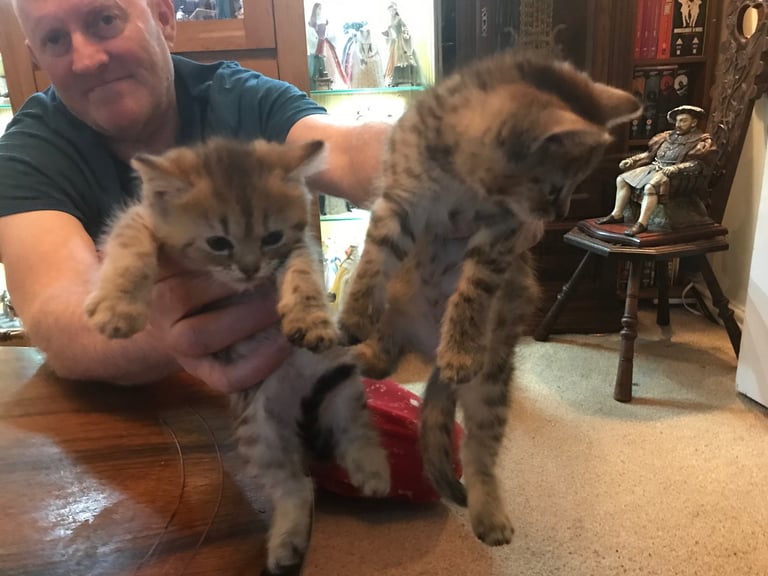 2 Beautiful Fluffy Tabby Kittens for sale