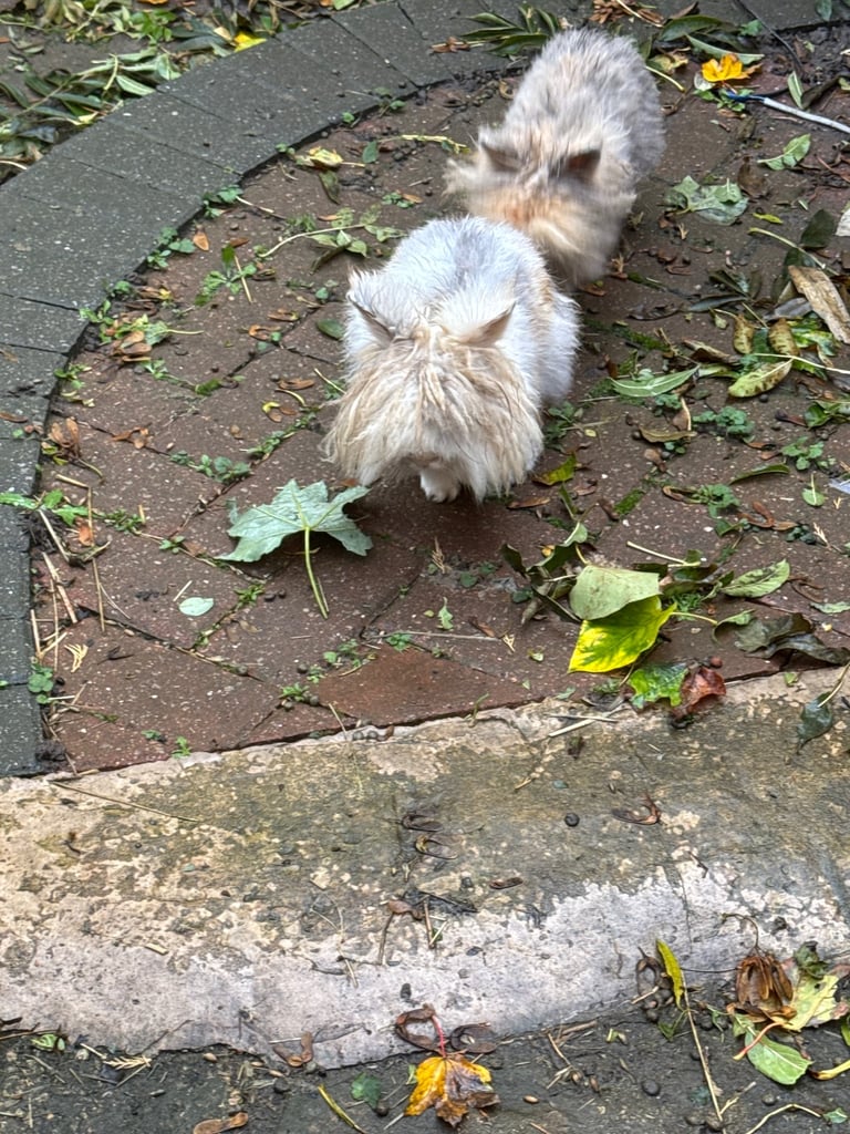 Two male rabbits (father & son) 