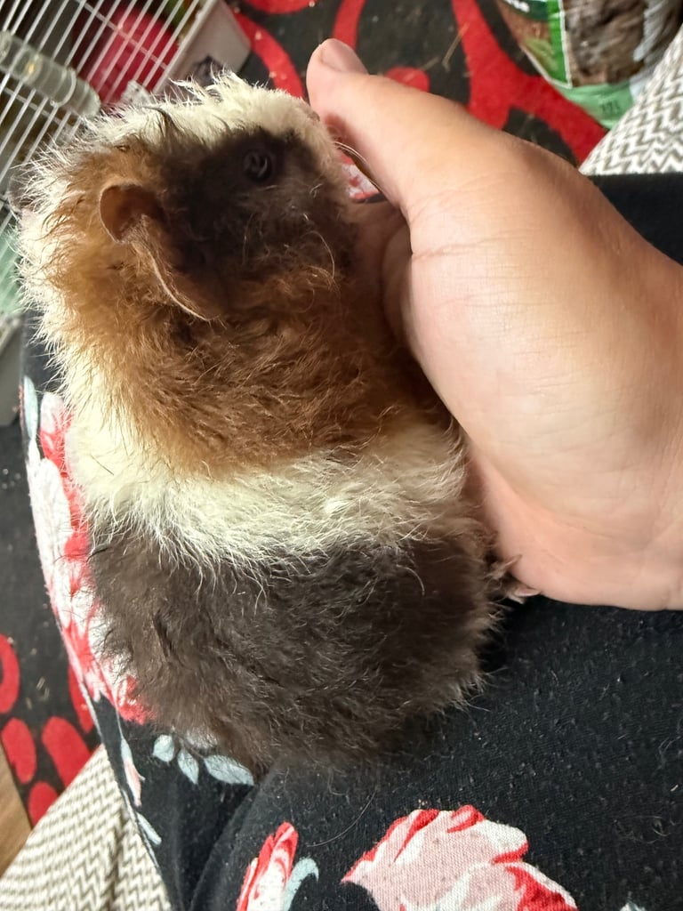 Baby guinea pigs in Wales Guinea Pigs For Sale Gumtree