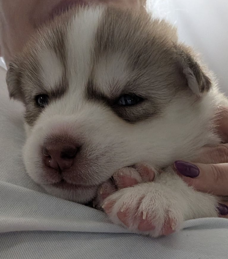Beautiful Siberian Husky puppies 