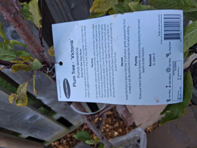 image for Victoria Plum Tree Prunus domestica 