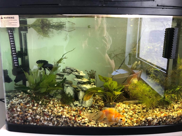 Fish and tank 