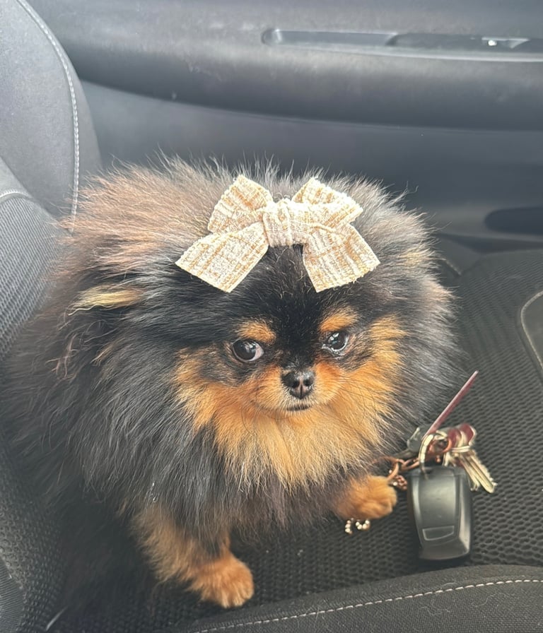 image for Pomeranian puppies