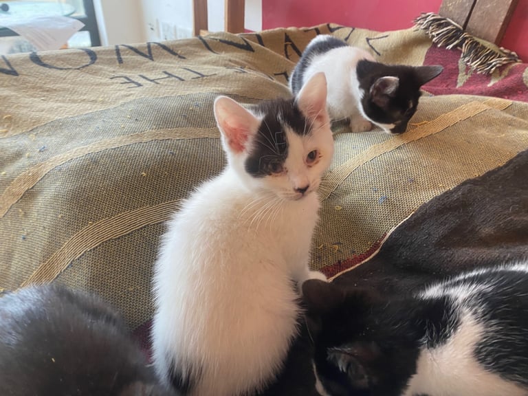 For kittens Ready for rehoming