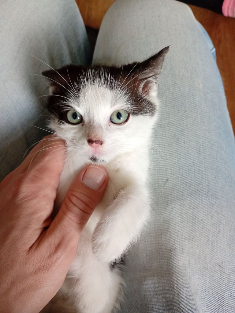 Adorable kittens 