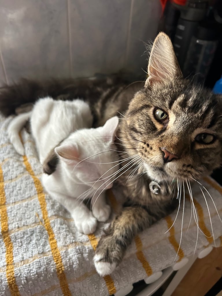 White Russian kitten 