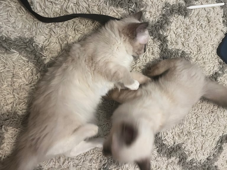 Beautiful Ragdoll Kittens