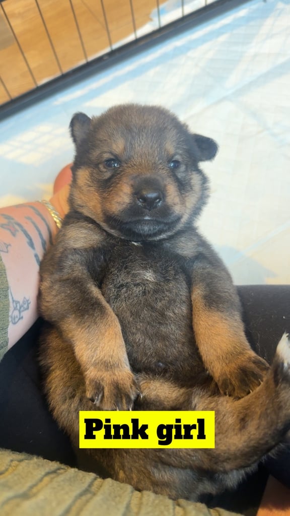 Rottweiler x Akita 