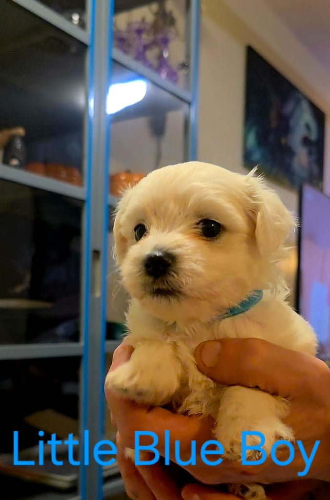 Adorable Maltese  Puppies 