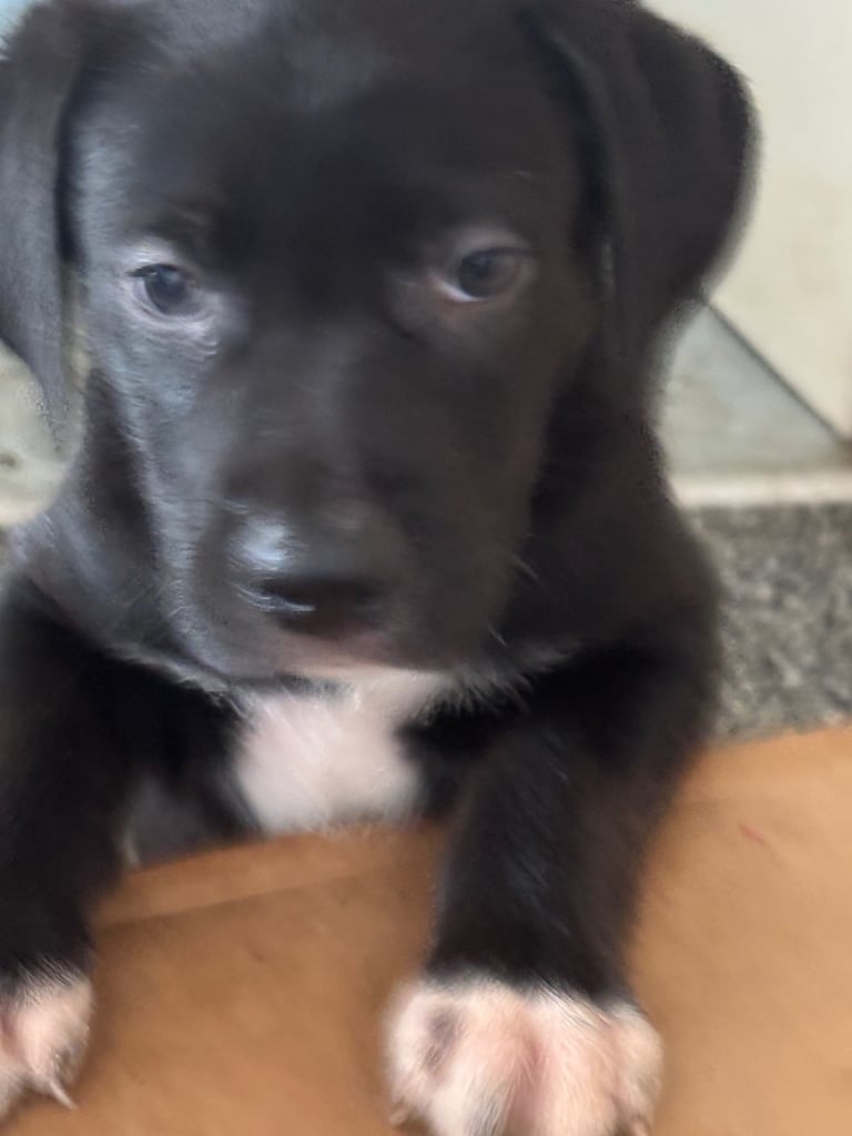 Puppies 