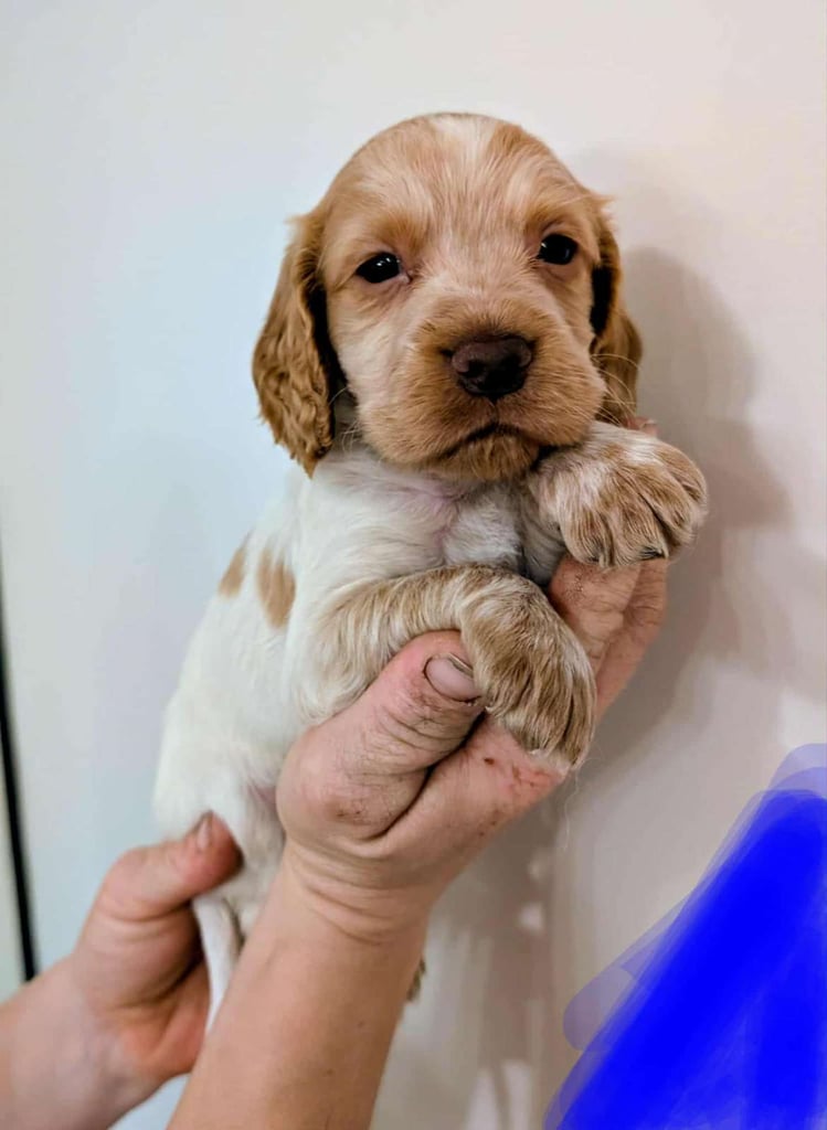 Stunning litter of Cocker Spaniel Puppies