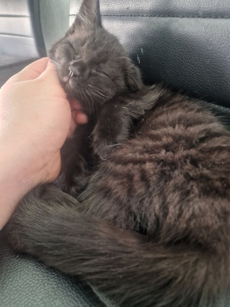 Kitten(female) 10 weeks