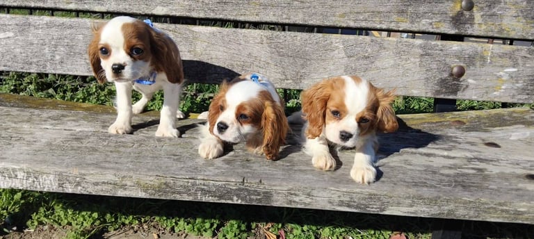 Cavalier King Charles