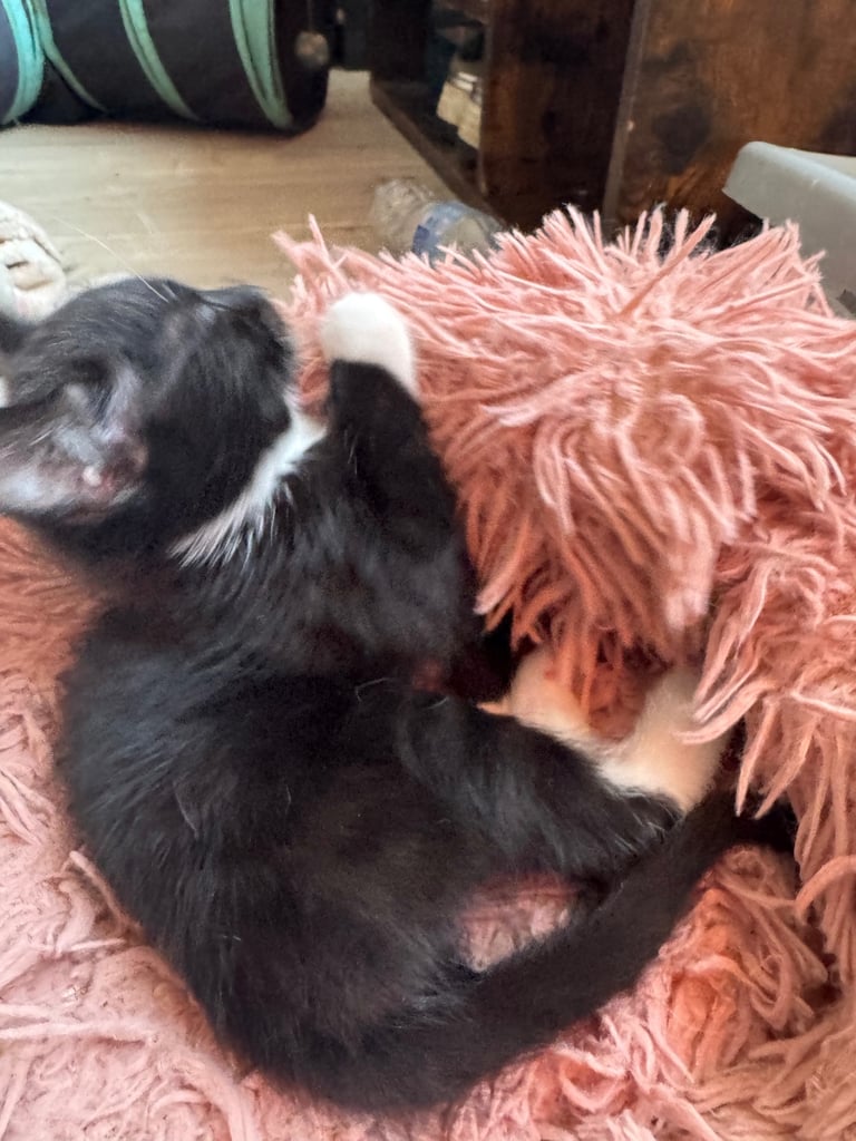 black tuxedo kittens male and female available now