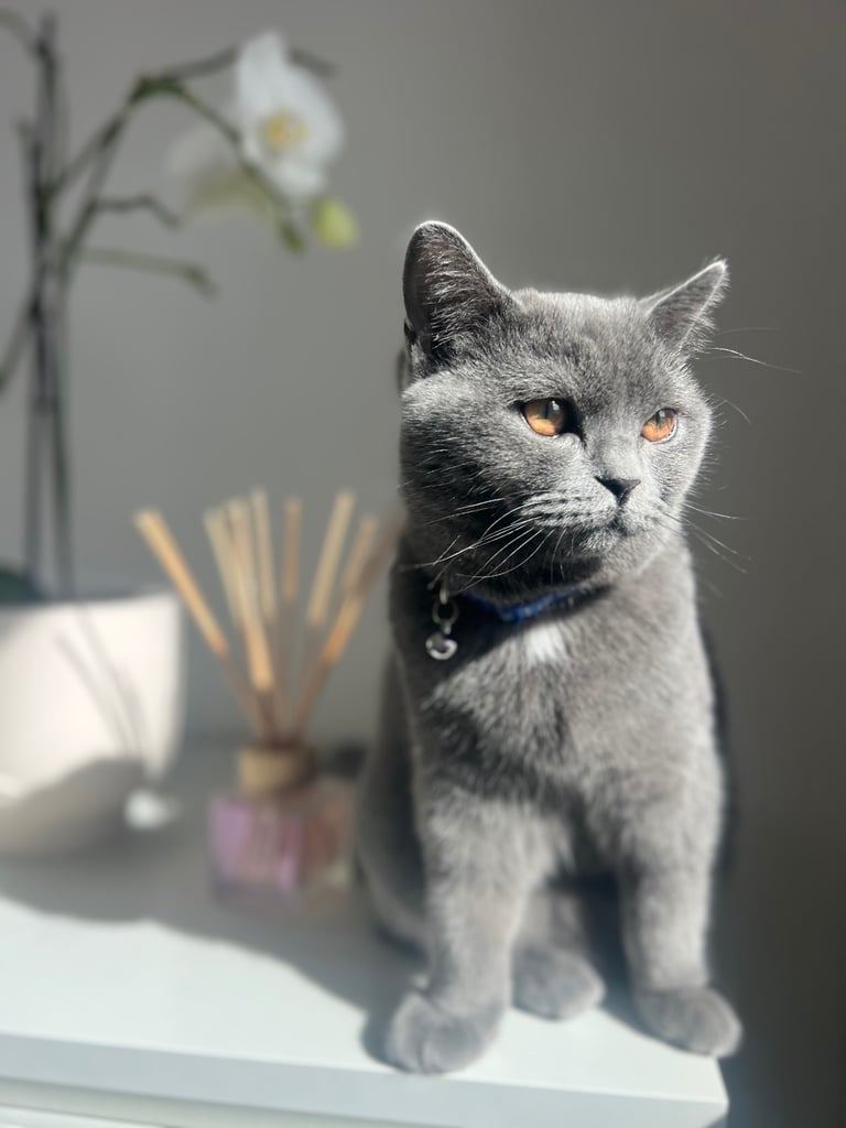 image for British short hair 