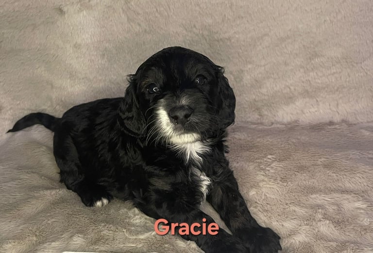 Adorable  F2 Cockapoo puppies