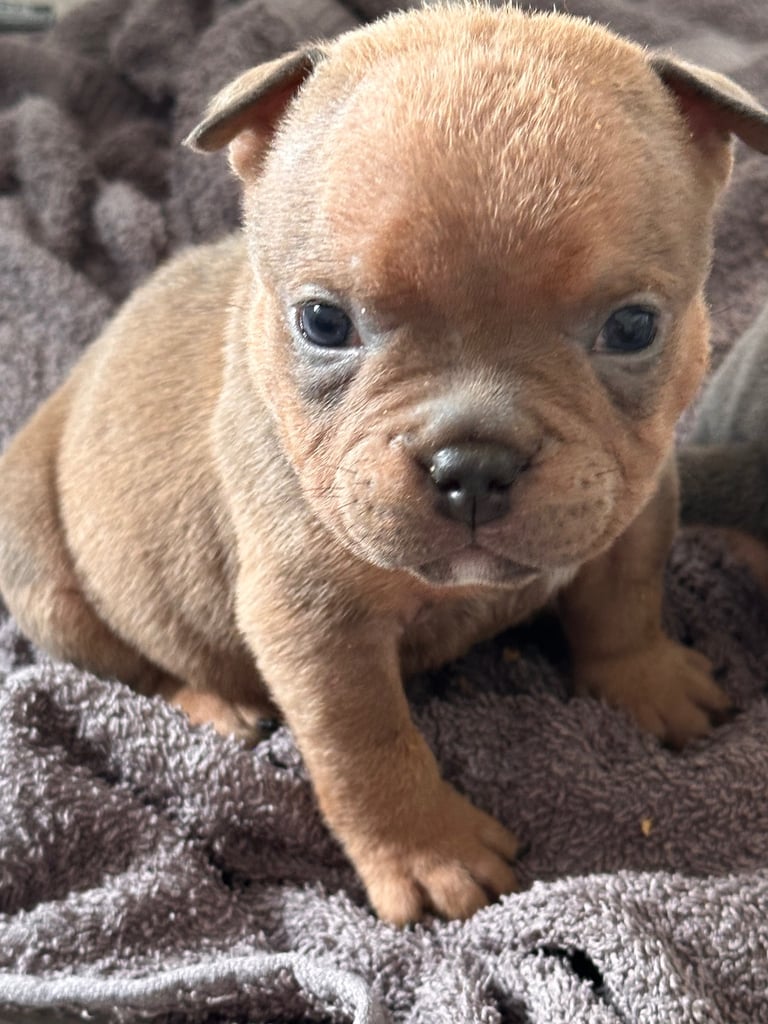 Ready in 3weeks!!!!! Pocket bully puppies ❤️