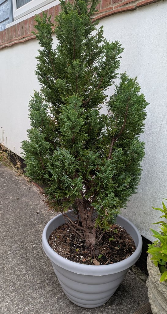 Potted conifers