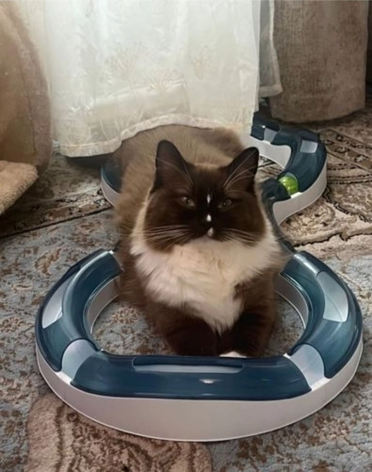 Super Rare green-eyed light mink ragdoll girl Ready now