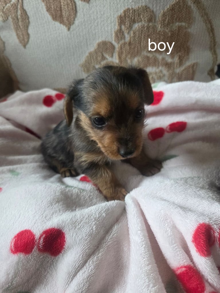 Yorkshire terrier x jackrussell 