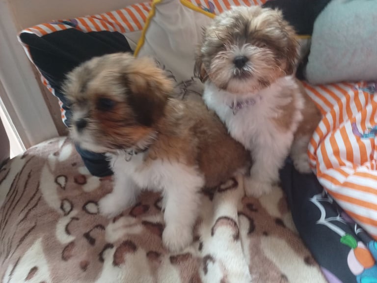 image for Shorki puppies 