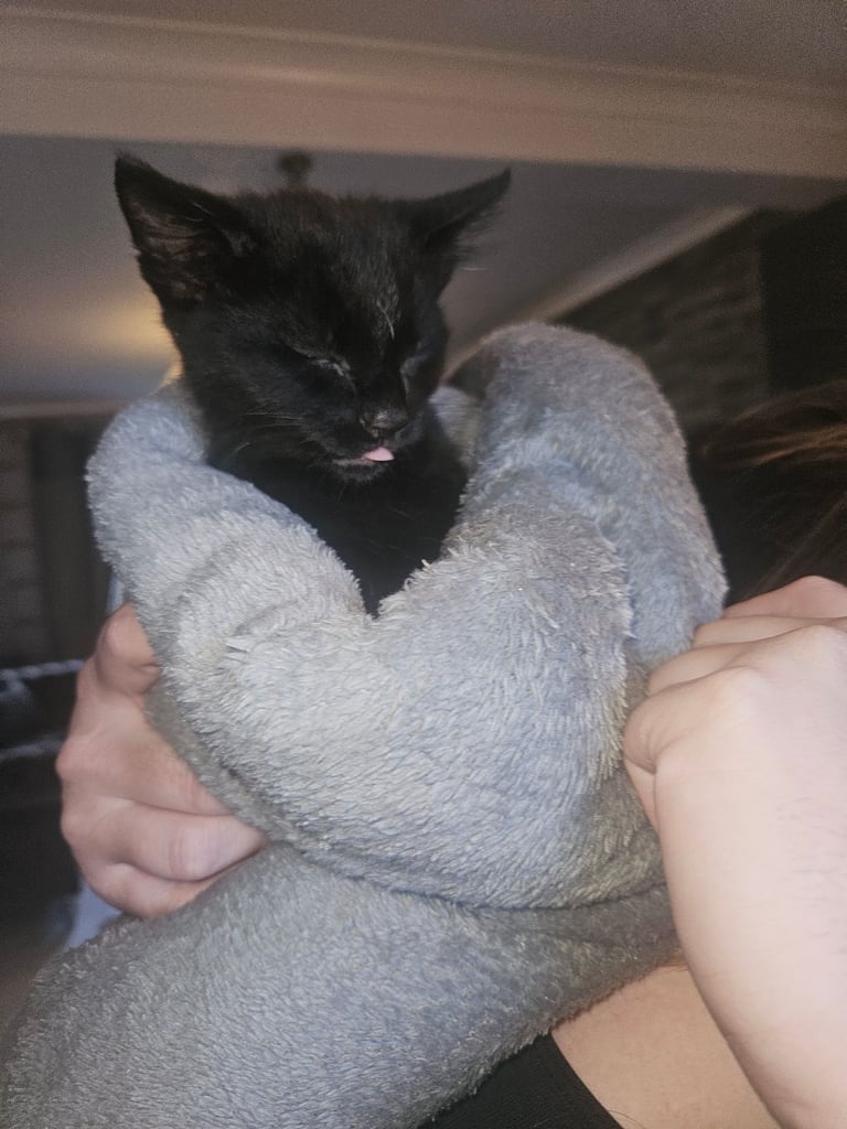 Beautiful male kittens 