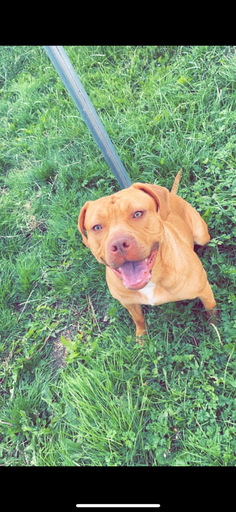American bulldog for sale 
