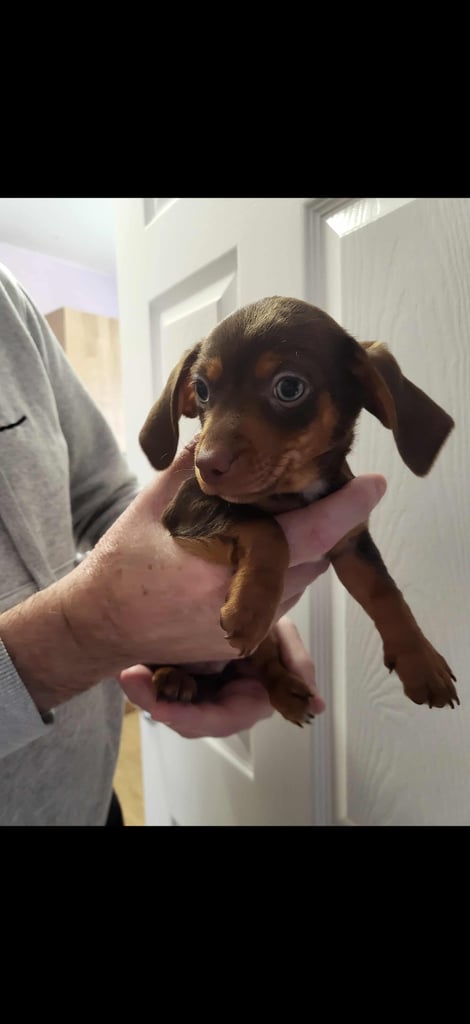 Miniature dachshund puppy 