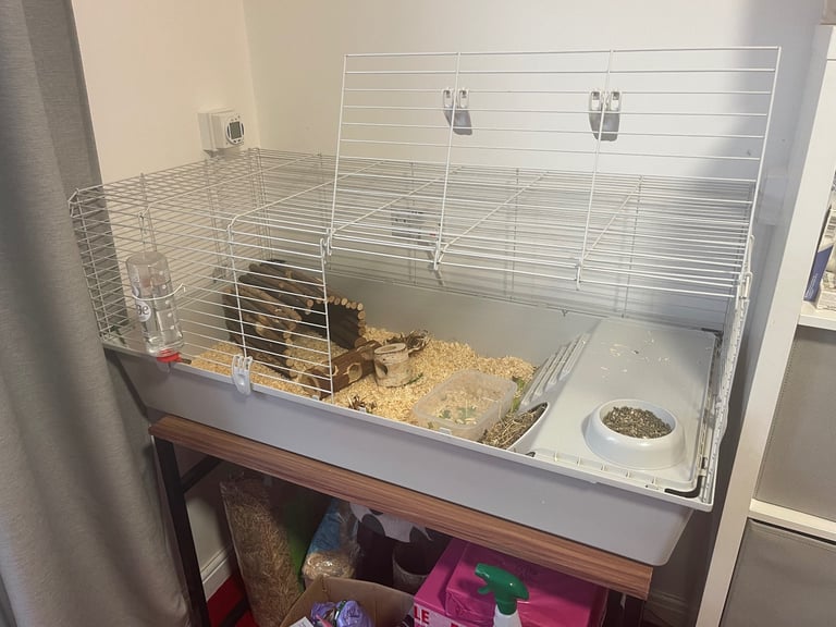 image for 2x Guinea Pigs and set up - Chingford 