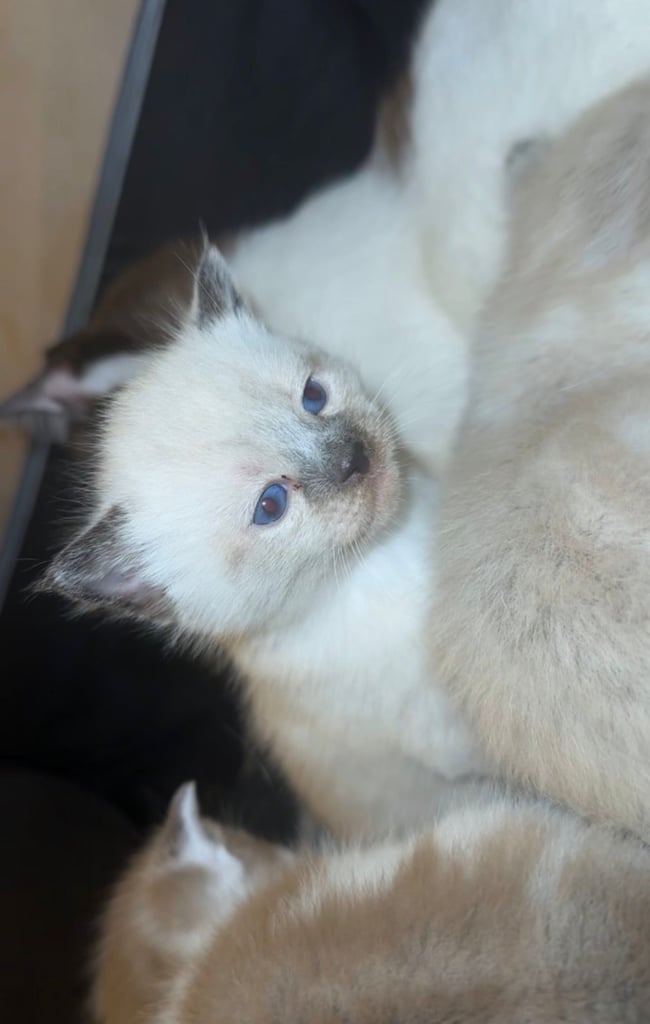 Beautiful Ragdoll Kittens Looking for Loving Homes 