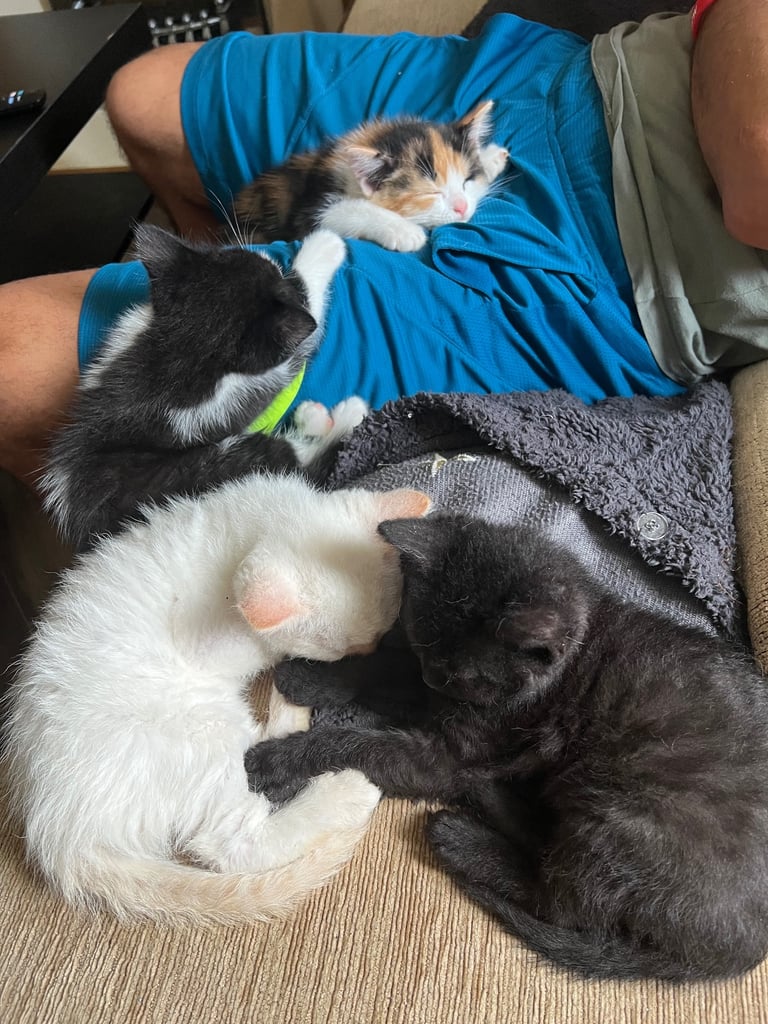 Fluffy Mixed breed kittens with lovely coats 