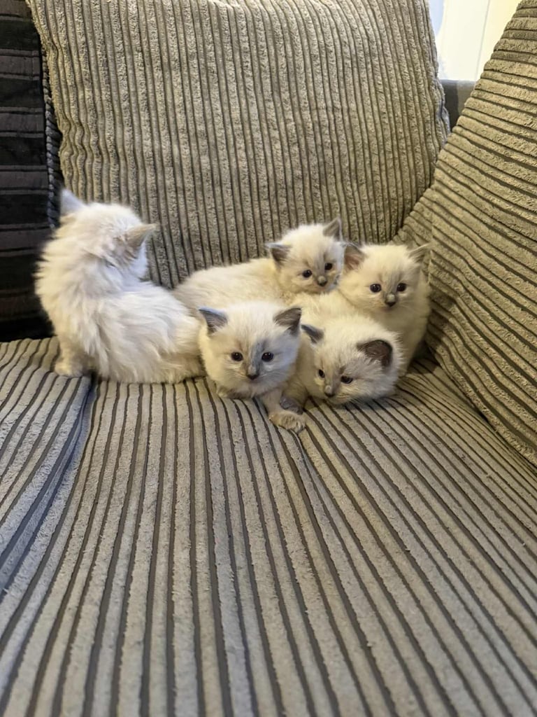 Ragdoll kittens ready to leave now‼️