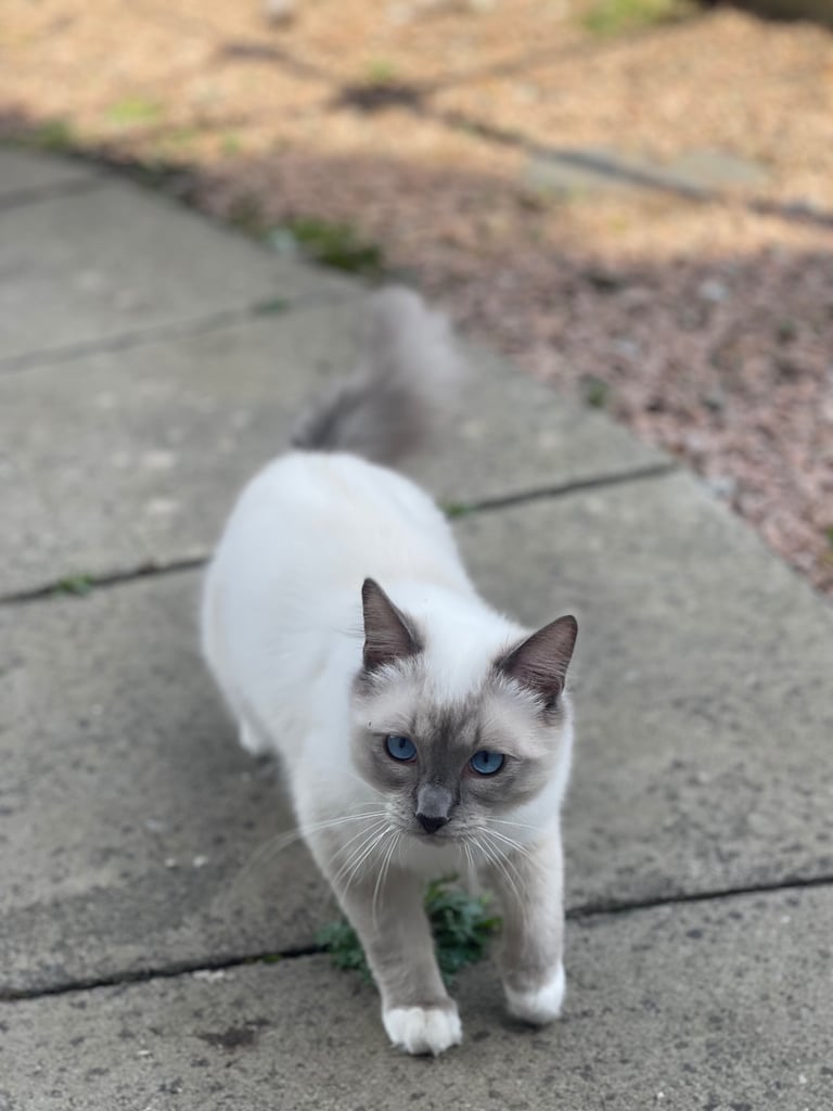 Ragdoll Kittens pedigree purebred 