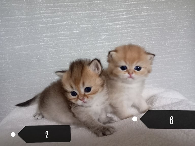 x4 Pedigree British Longhair & x2 British Shorthair Blue Golden & GoldenKittens 