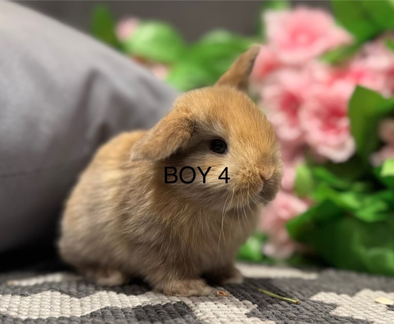 ⭐️ 1 mini lop boy ready to go!!
