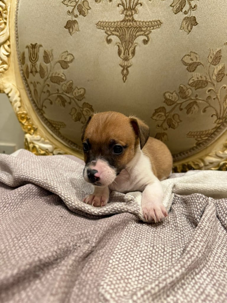 Jack Russell puppies