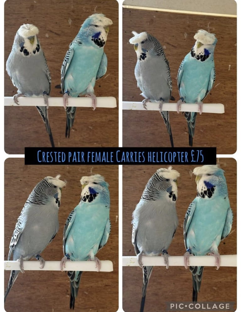 6 breeding pairs Budgies  /rainbow/Texas