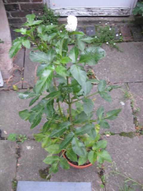 Dahlia plant