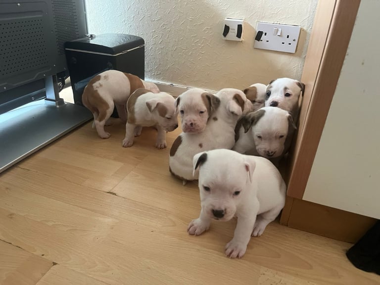 American Bulldog puppies for Sale 