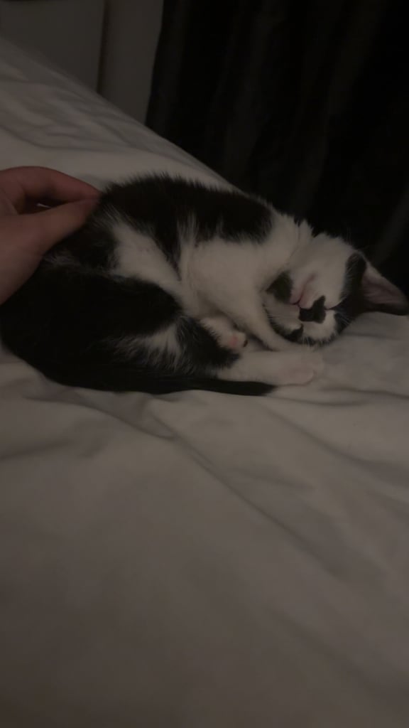Kitten for sale 