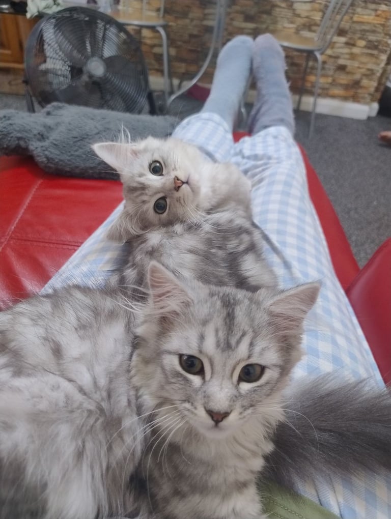 Rare chinchilla Persian Two Kittens And 18 Months Old Maine Coon Female Cat