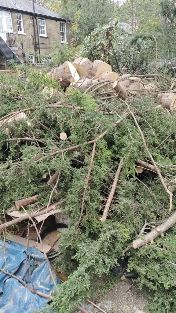 Free firewood in SW11 London – recently cut tree, ready for collection.