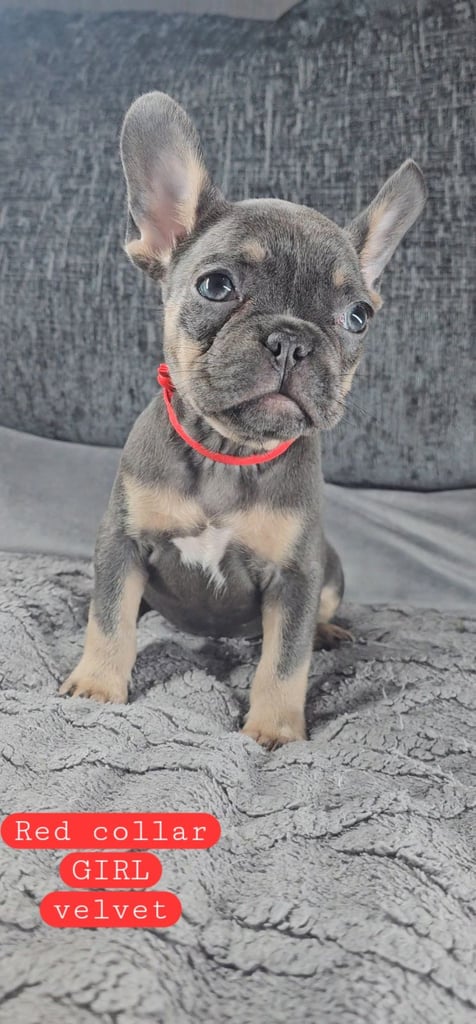 KC unique french bulldog puppies