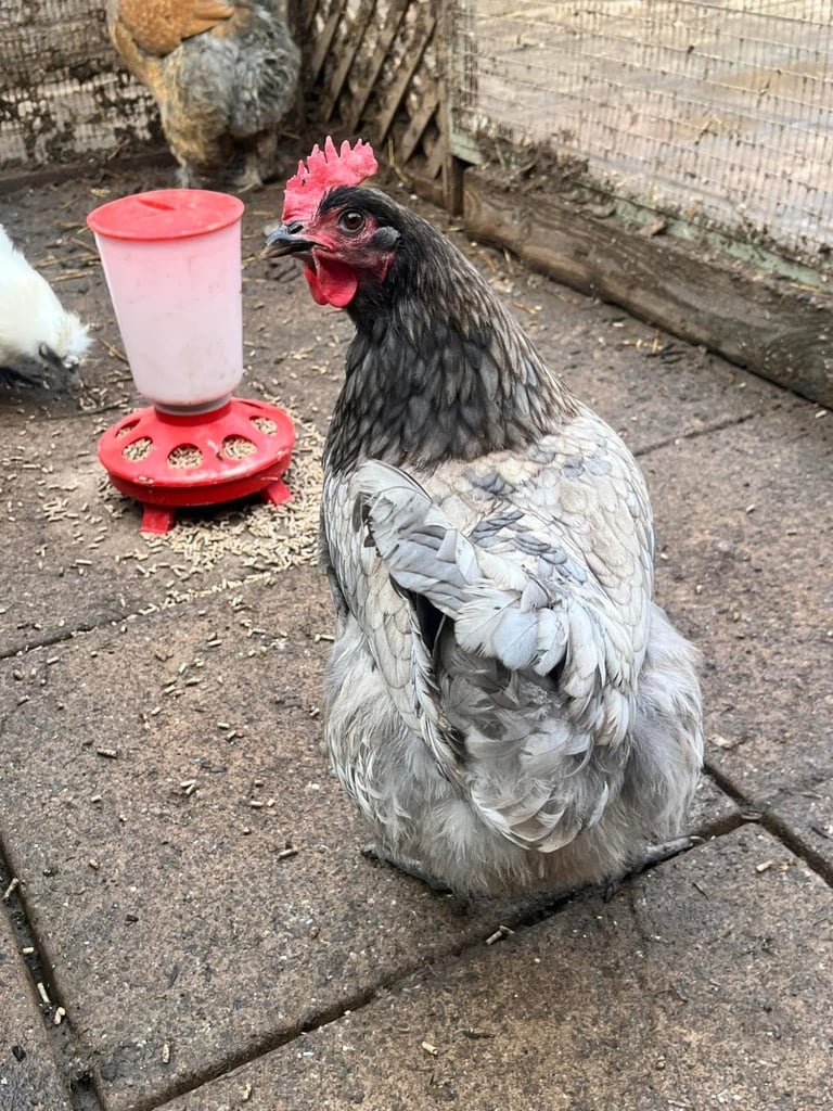 Hens for sale various egg colours 1years old